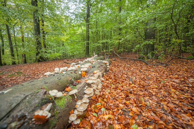 Magisch herfstbos in Midden-Zweden.