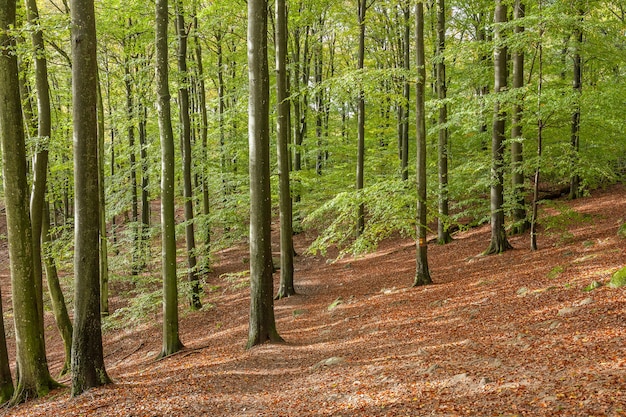 Magisch herfstbos in Midden-Zweden.