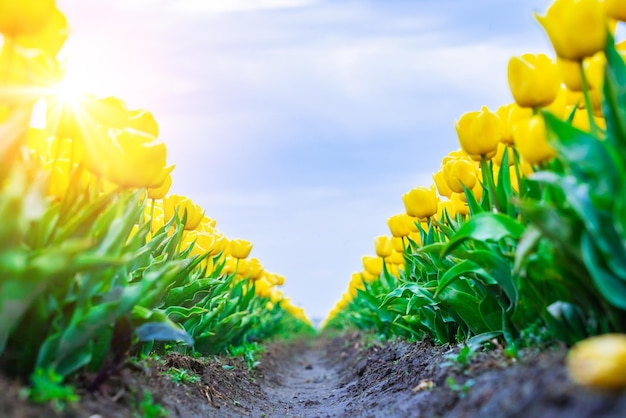 Magisch landschap met fantastisch mooi tulpenveld in nederland op de lente bloeiend veelkleurig