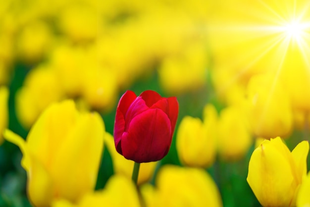 Magisch landschap met fantastisch mooi tulpenveld in nederland op de lente bloeiend veelkleurig