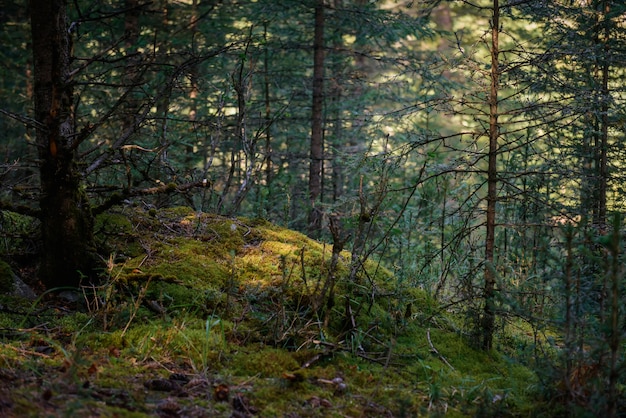 Magisch naaldbos op zonnige zomerdag, mooie natuurlijke achtergrond