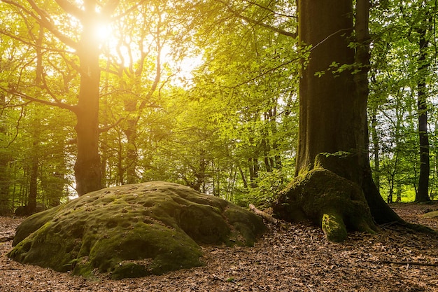 Magisch sprookjesbos met cyclopische stenen naaldbos bedekt met groen mos op grote stenen mystieke sfeer