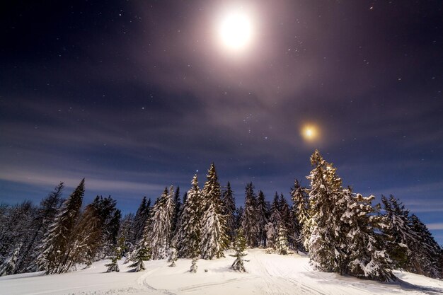 Magisch winterlandschap met besneeuwde boom Levendige nachtelijke hemel met sterren en nevel en melkweg Deep sky astrophoto