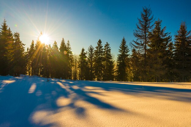 Magisch winterpanorama van naaldbos