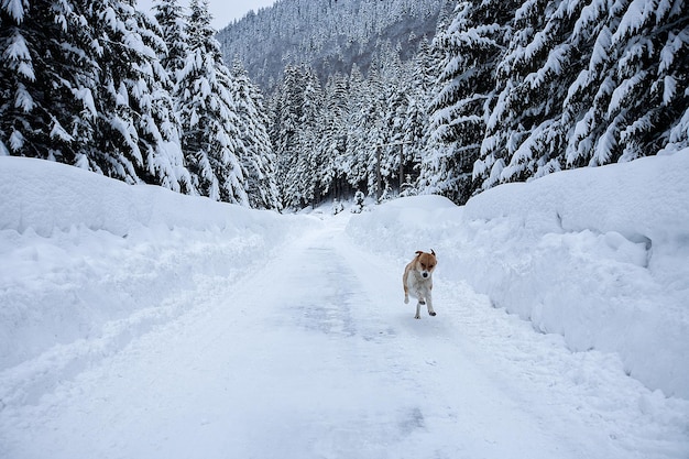 Magisch winterwonderlandlandschap met ijzige kale bomen en hond in de verte