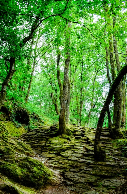 Magisch Woud van BrocÃ © liande, Frankrijk