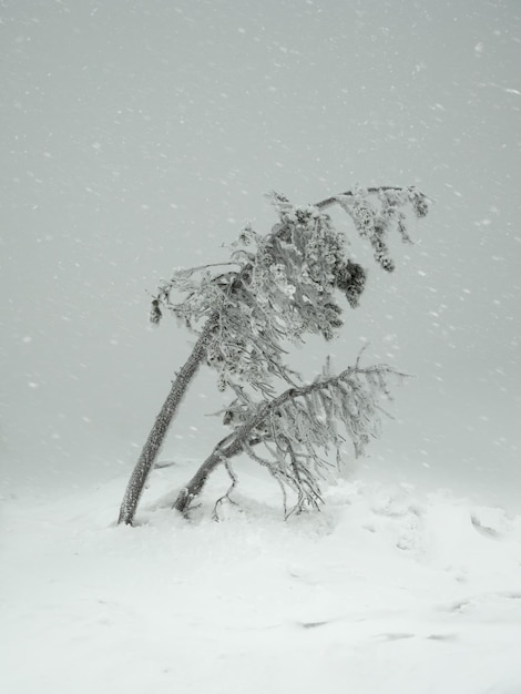 Magische bizarre silhouetten van bomen zijn beplakt met sneeuw Ar