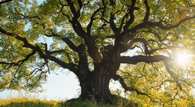 Magische boom in een grote weide.