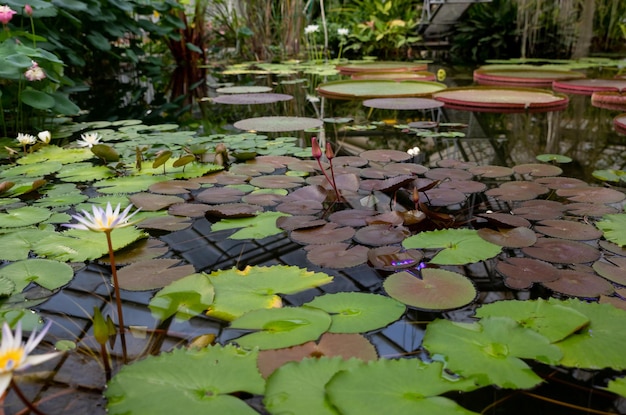 Magische heldere waterlelie of lotusbloem Perry's Orange Zonsondergang in vijver Nymphaea met waterdruppels weerspiegeld in water Bloemenlandschap voor natuurbehang vijver zit vol met groene lotusbladeren