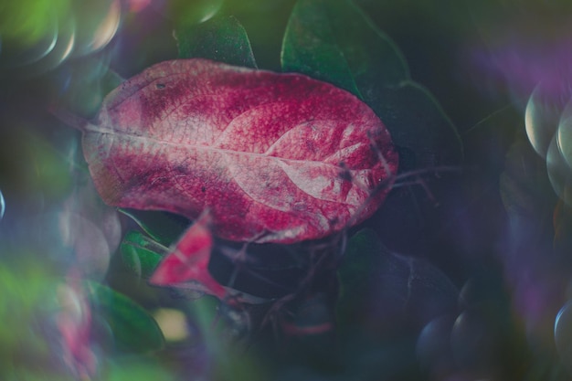 Magische herfstgroene en rode bladeren met bokeh in close-up