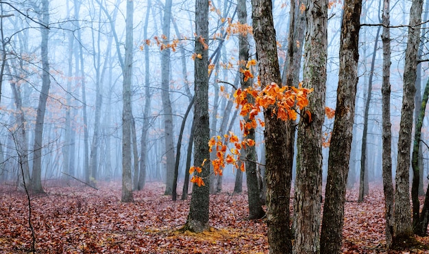 Magische poort in een mysterieus bos met mist