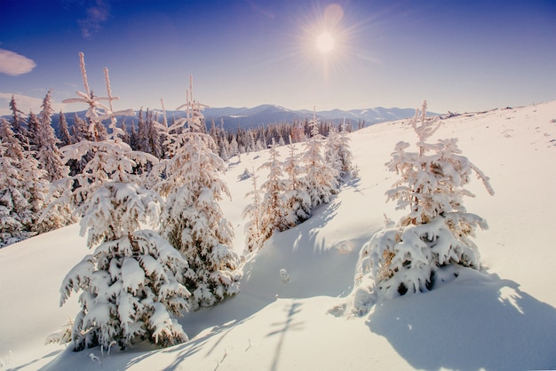 Magische winter besneeuwde boom