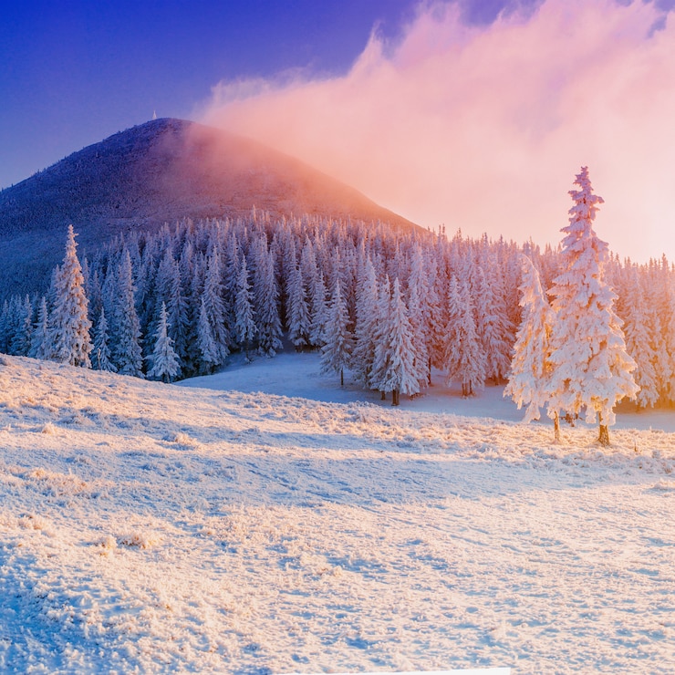 Foto magische winter besneeuwde boom