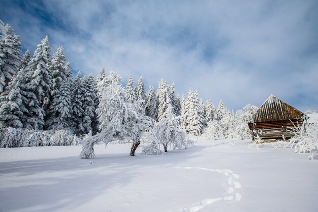 Magische winter sneeuw bedekte boom