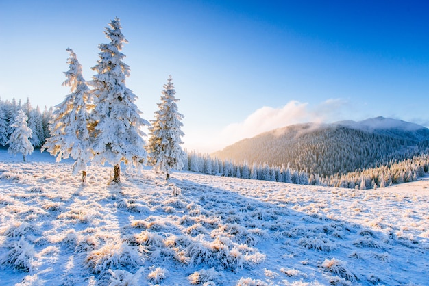 Magische winter sneeuw bedekte boom