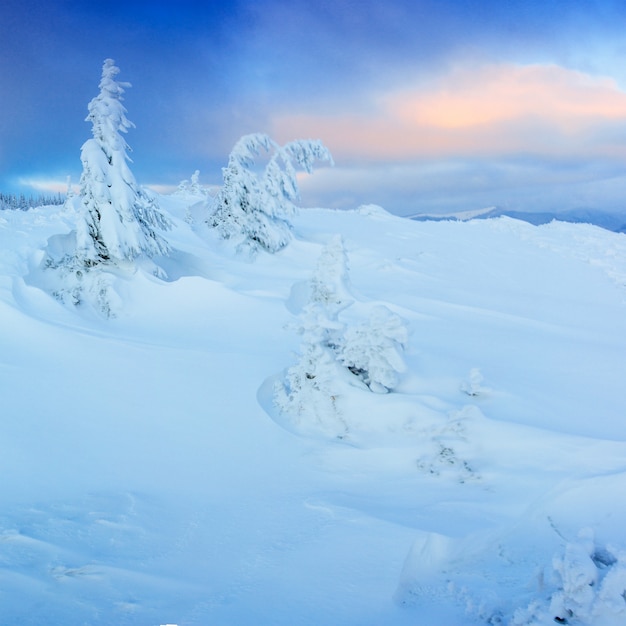 Magische winter sneeuw bedekte boom