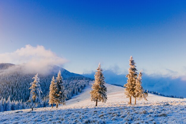 Magische winter sneeuw bedekte boom