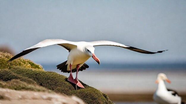 Photo magnificent albatrosses in nature