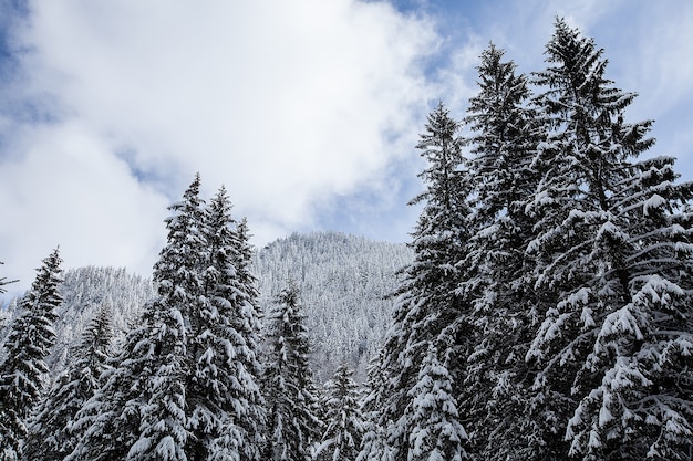Фото Великолепный и тихий красивый зимний пейзаж. красивый лес.