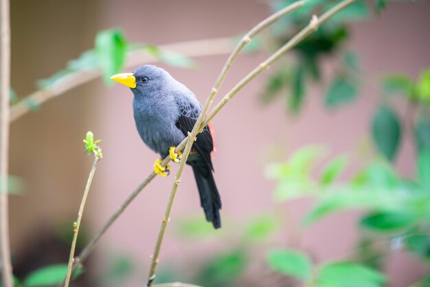 Magnificent bright multi-colored tropical bird sitting on a
tree branch.