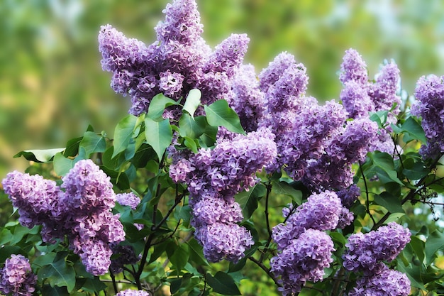 Magnificent clusters of purple lilacs are waiting for a warm summer rain