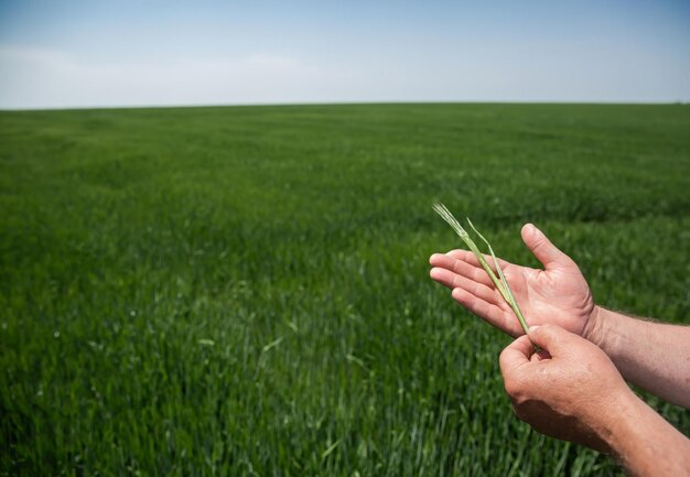 Magnificent ears of elite barley in the field Advertising of fertilizers for farmers agrocompanies and agroholdings