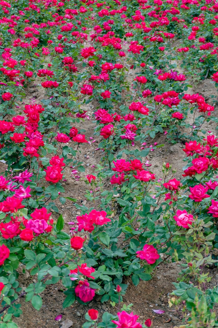 Photo 都市 の 公園 の 壮大な 花