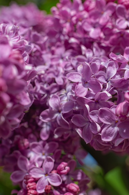 Magnificent fresh bunch of purple lilac on the bush. Garden bush, spring flowering, fresh aroma. Selective soft focus, shallow depth of field.