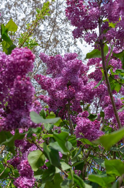 Magnificent fresh bunch of purple lilac on the bush. Garden bush, spring flowering, fresh aroma. Selective soft focus, shallow depth of field.