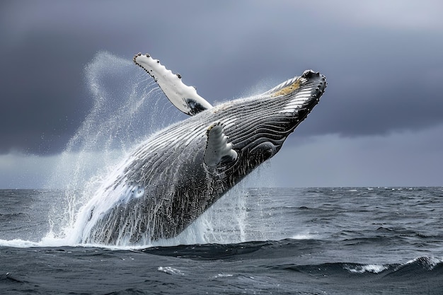 写真 麗なハムバッククジラが海面を突破する 驚くべき景色に驚いてください ハムバッククチラが海の表面を突破するのを見て