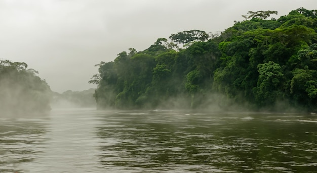 magnificent misty amazon river with mist and green forested area in high resolution and high sharpness