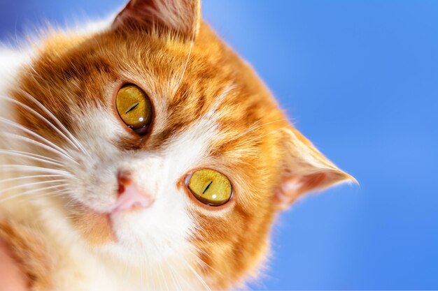 A magnificent red cat with yellow eyes close up on a blue sky background