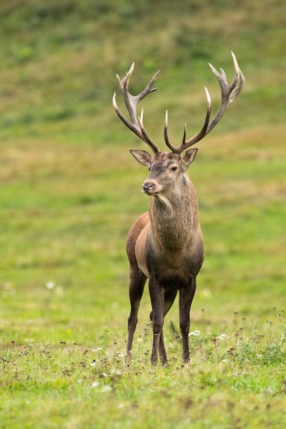 Magnificent red deer standing on meadow