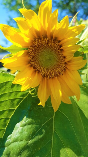 Magnificent sunflower blooms in meadow