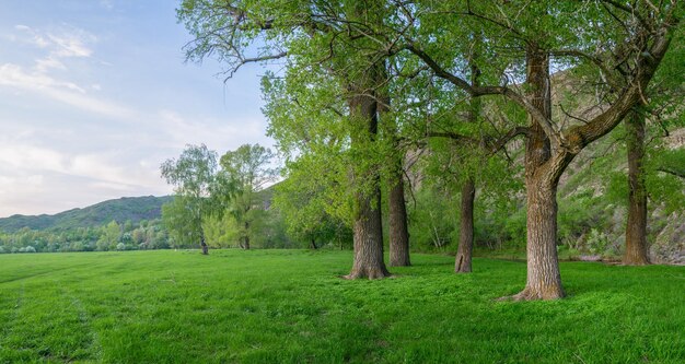 Magnificent trees with textured bark on trunks in a spring meadow illuminated by evening light