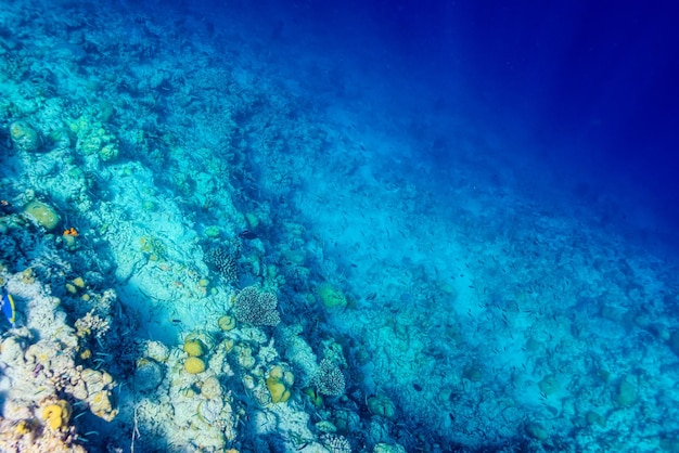 モルディブの壮大な水中世界