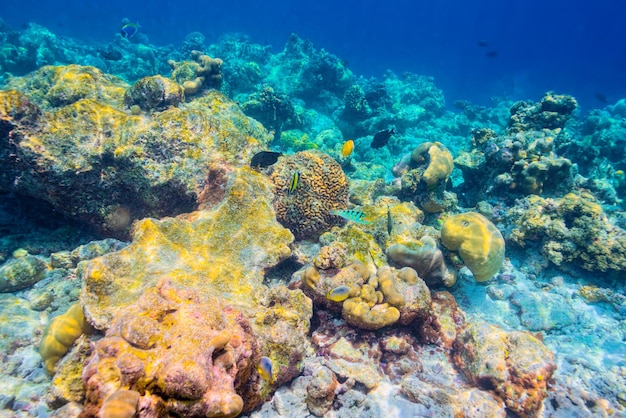 モルディブの壮大な水中世界