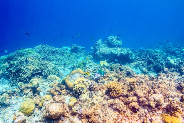 The magnificent underwater world of the Maldives