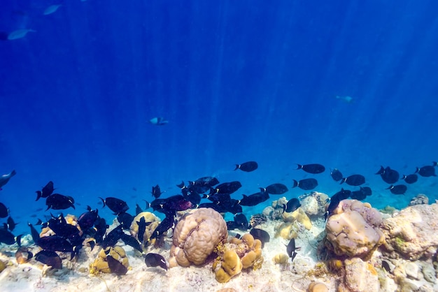 몰디브의 장엄한 수중 세계