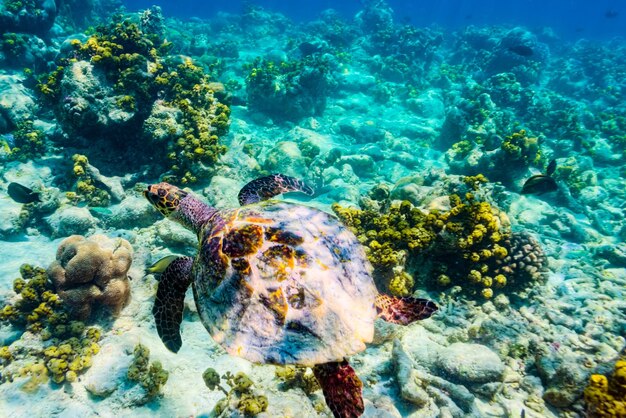 モルディブの壮大な水中世界