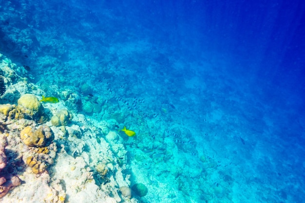 The magnificent underwater world of the maldives