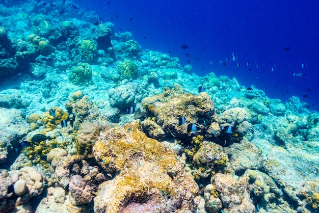 The magnificent underwater world of the Maldives