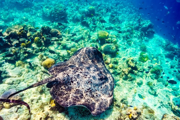 モルディブの壮大な水中世界