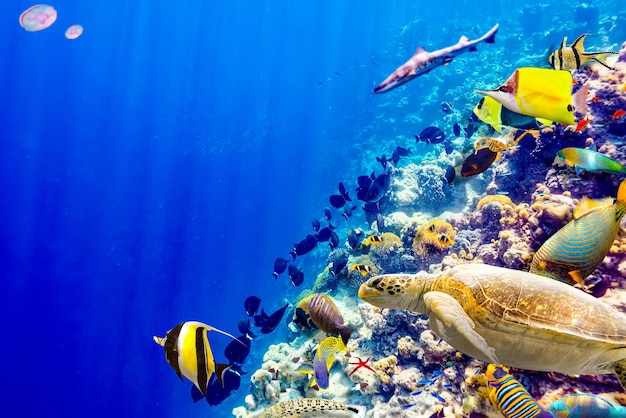 Photo the magnificent underwater world of the maldives