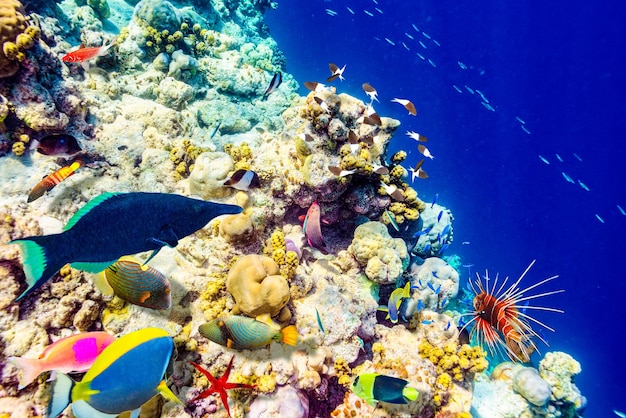 モルディブの壮大な水中世界