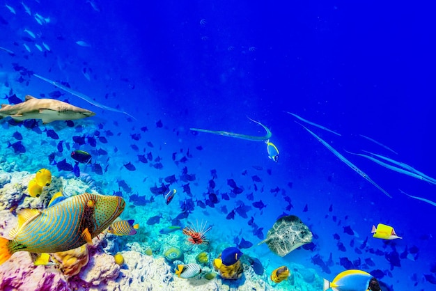 Il magnifico mondo sottomarino delle maldive