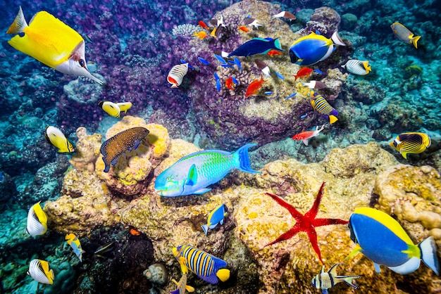 モルディブの壮大な水中世界