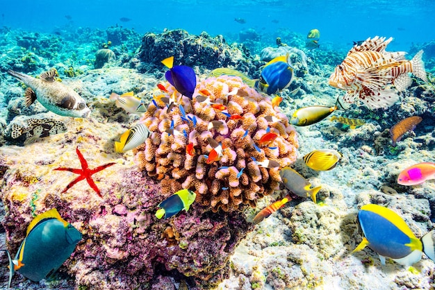 Il magnifico mondo sottomarino delle maldive