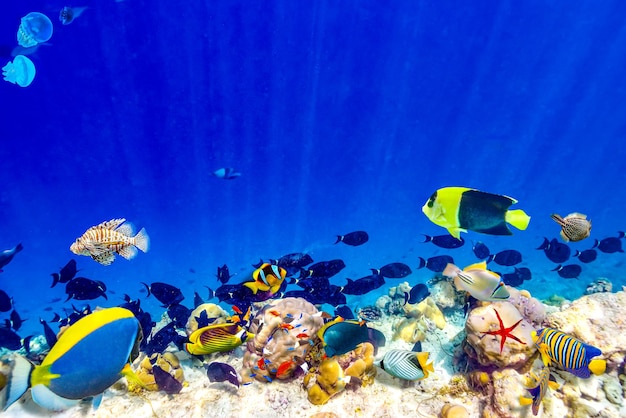 Великолепный подводный мир Мальдивских островов
