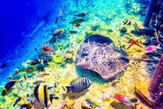 The magnificent underwater world of the Maldives